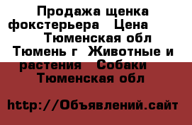 Продажа щенка фокстерьера › Цена ­ 4 000 - Тюменская обл., Тюмень г. Животные и растения » Собаки   . Тюменская обл.